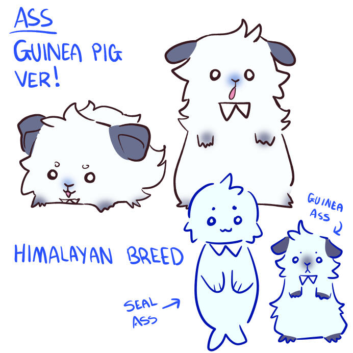 ★ GUINEA PIG